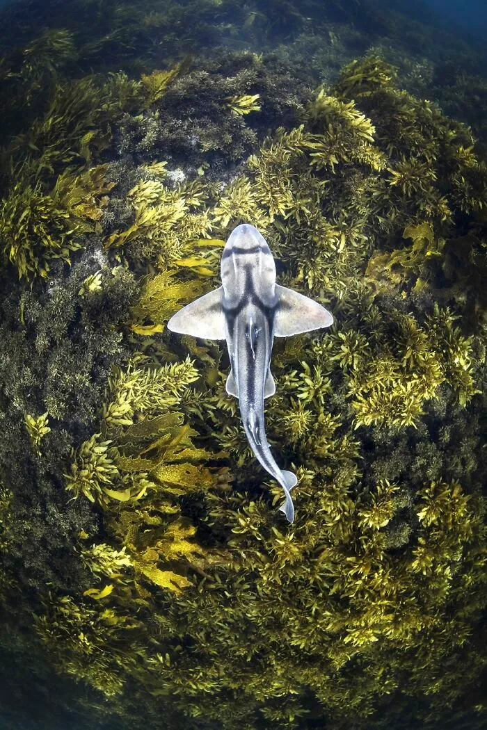 The Best 65  Wildlife Photos Revealed In The 2022 Wildart Photographer Of The Year Contest