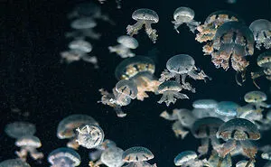 50 ‘Weird Facts’ About The World That Might Give You A Fresh Perspective