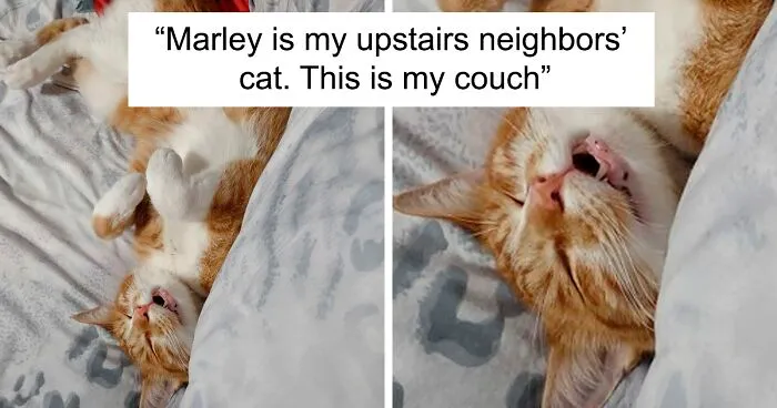 40 Of The Best ‘My House, Not My Cat’ Moments That Left Humans Totally Bamboozled (New Pics)