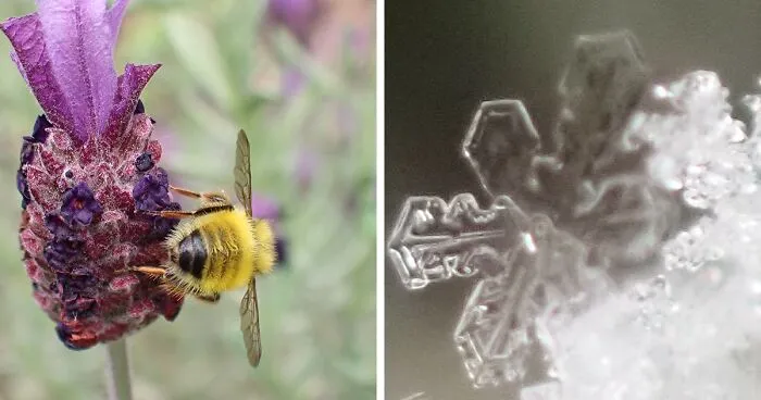 22 Of My Favorite Pieces Of Macro Photography That I Have Taken Over The Past Year