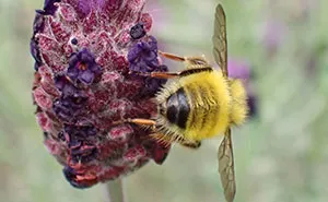 22 Of My Favorite Pieces Of Macro Photography That I Have Taken Over The Past Year