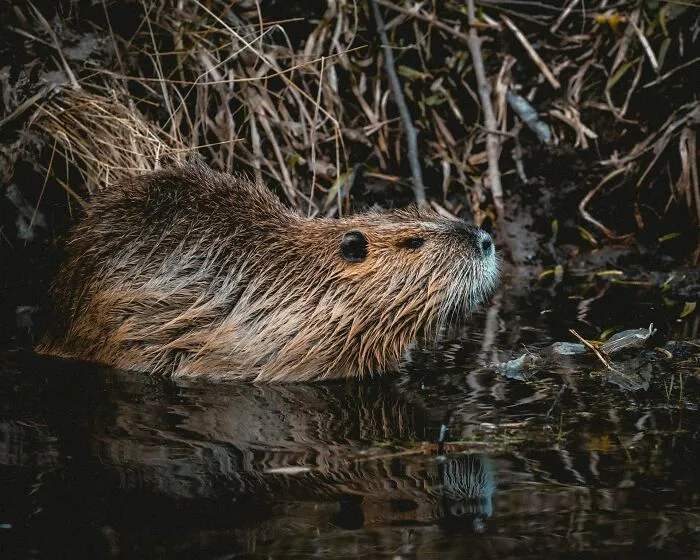 30 Datos interesantes y extraños sobre animales que no mucha gente conoce