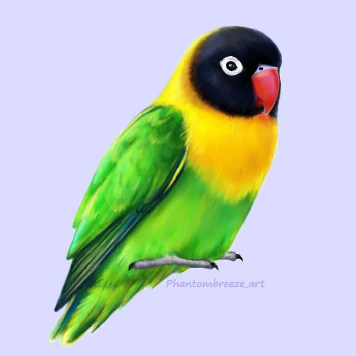 Yellow-Collared Lovebird