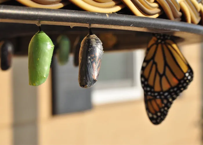 35 Interesting And Weird Animal Facts Not Too Many People Know