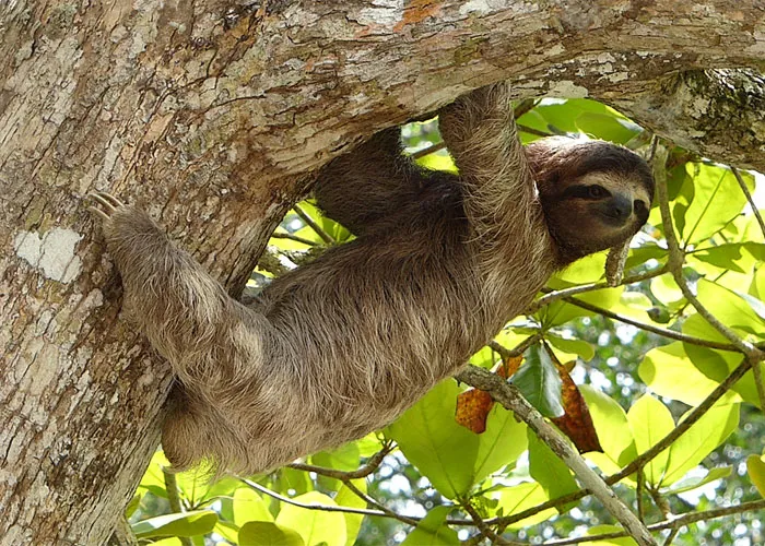 35 Interesting And Weird Animal Facts Not Too Many People Know
