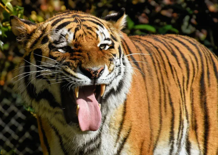 35 Interesting And Weird Animal Facts Not Too Many People Know