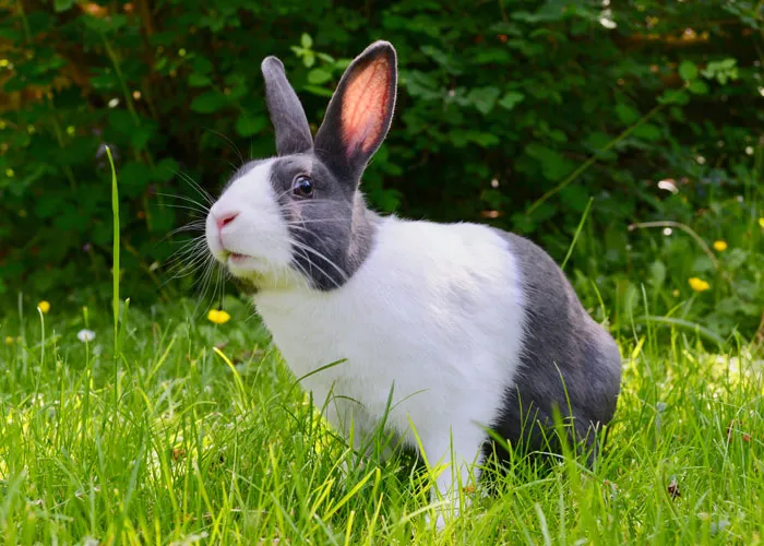 30 Datos interesantes y extraños sobre animales que no mucha gente conoce