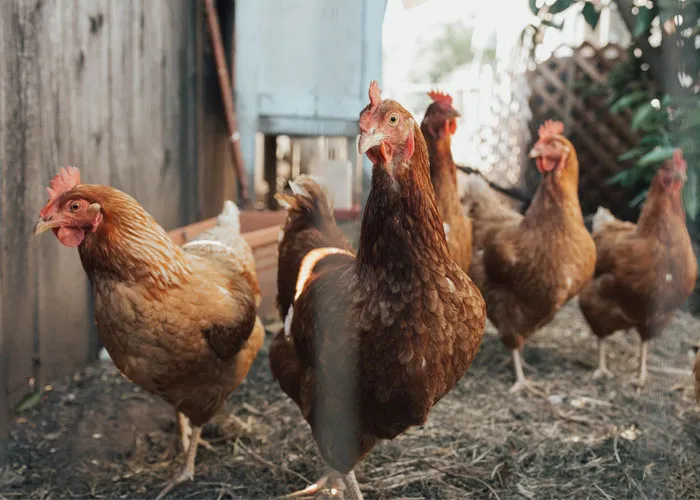 35 Interesting And Weird Animal Facts Not Too Many People Know