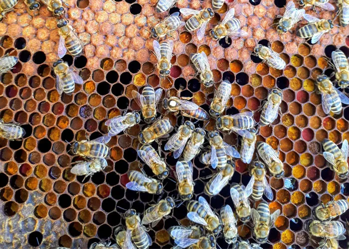 35 Interesting And Weird Animal Facts Not Too Many People Know