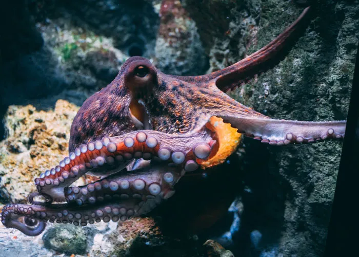 35 Interesting And Weird Animal Facts Not Too Many People Know