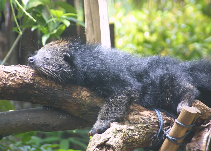 35 Interesting And Weird Animal Facts Not Too Many People Know