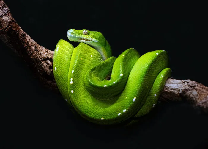 30 Datos interesantes y extraños sobre animales que no mucha gente conoce