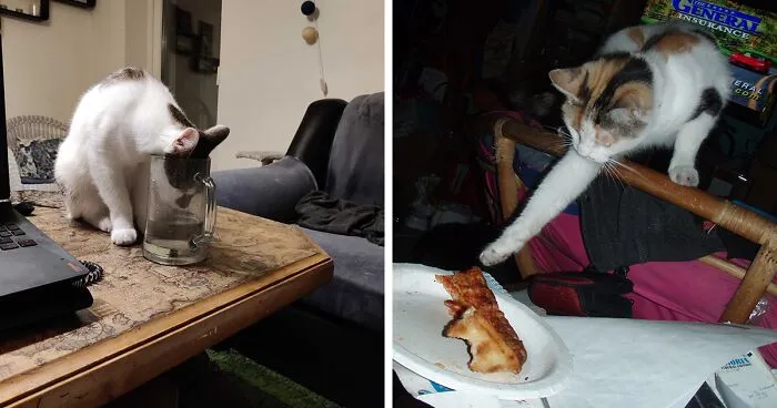 "Fluffy Food Thieves": 38 Of The Best Photos Of Pets Trying To Steal Food Or Beverages, As Shared By The Panda Community