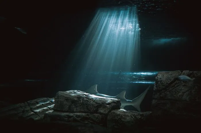 30 ‘Horror Stories’ From Sailors, Scuba Divers, And Surfers Who Have Seen Things In The Ocean They Wish They Could Forget
