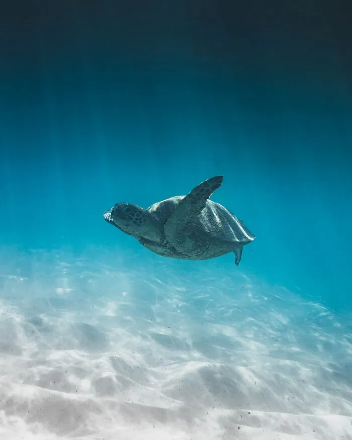 30 ‘Horror Stories’ From Sailors, Scuba Divers, And Surfers Who Have Seen Things In The Ocean They Wish They Could Forget