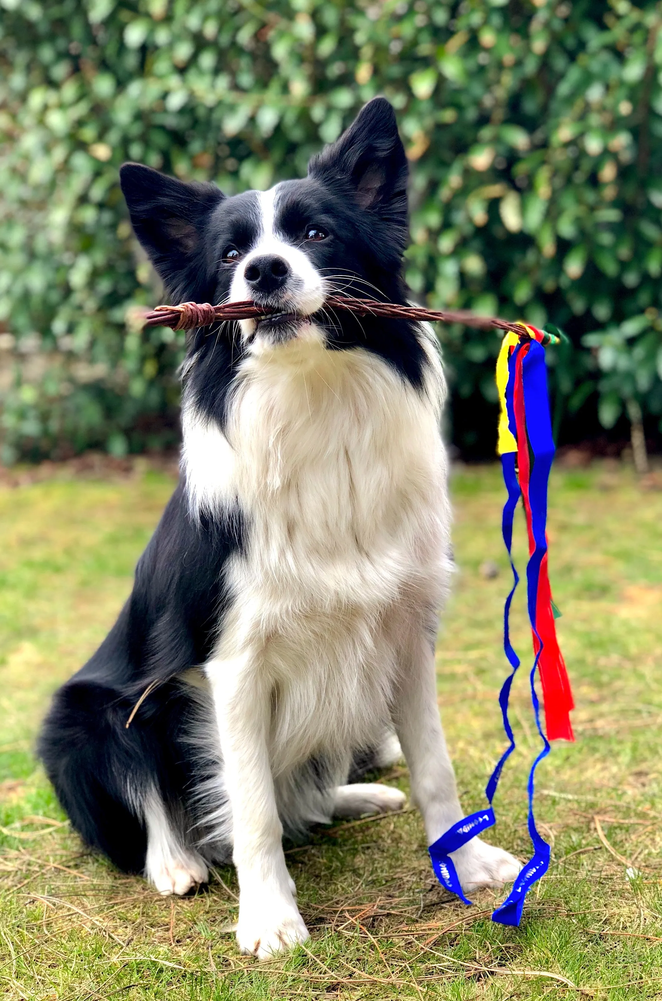 How Getting A Dog Saved My Life.