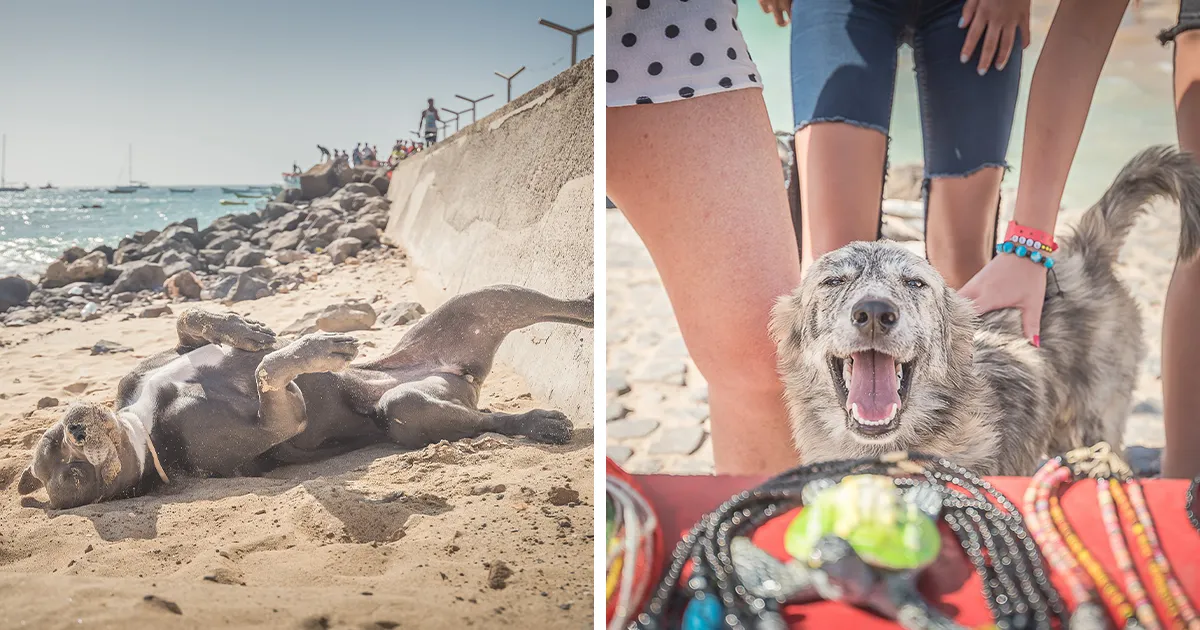 28 Fotos que hice a perros callejeros que me encontré por Cabo Verde