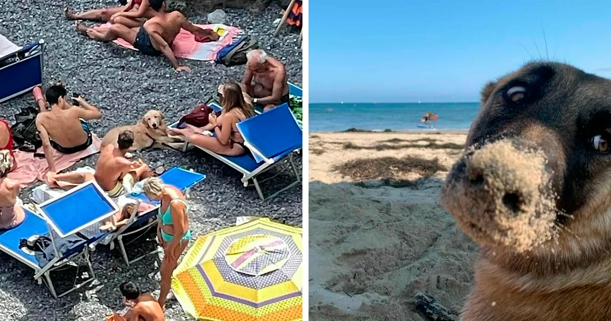 35 Divertidos y adorables perros fotografiados a escondidas que terminaron en el instagram 'Perros mal fotografiados'