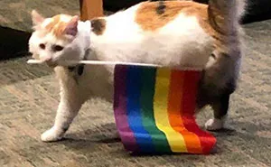 Pride Month 2022 Has Kicked Off And Here Are 50 Of The Funniest Memes People Shared Online