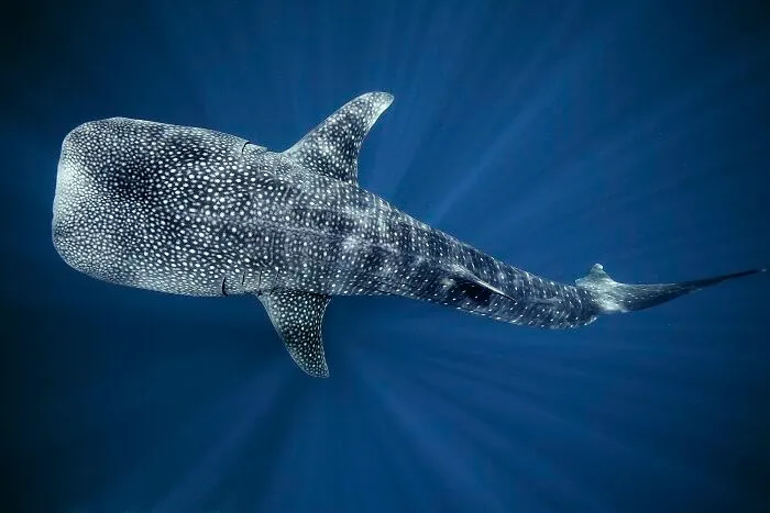 The Best 65  Wildlife Photos Revealed In The 2022 Wildart Photographer Of The Year Contest