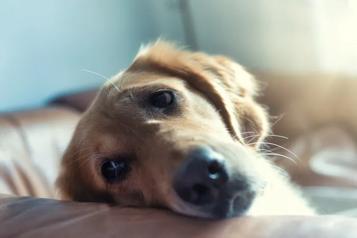 Someone Wonders "What’s The Worst Thing You’ve Come Home To?" And 30 People Deliver Honest Answers