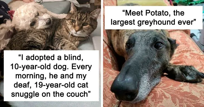 50 Wholesome Rescue Pet Pics To Heal Your Soul (June Edition)