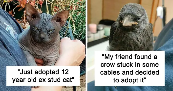 50 Soul-Healing Rescue Pet Pics To Make You Smile (May Edition)