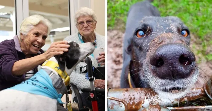 New Pilot Project Will See Rescued Greyhounds Visiting The Elderly In Aged Care Homes In Australia