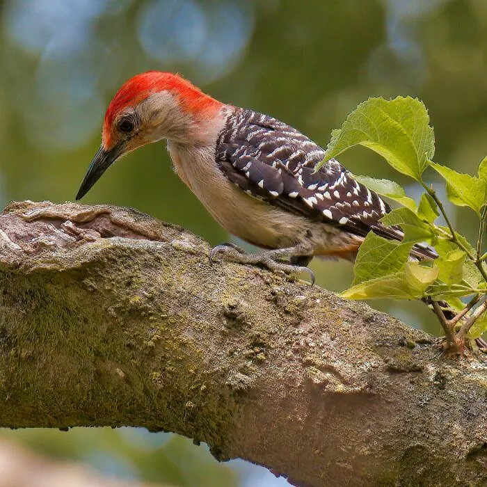 35 Interesting And Weird Animal Facts Not Too Many People Know