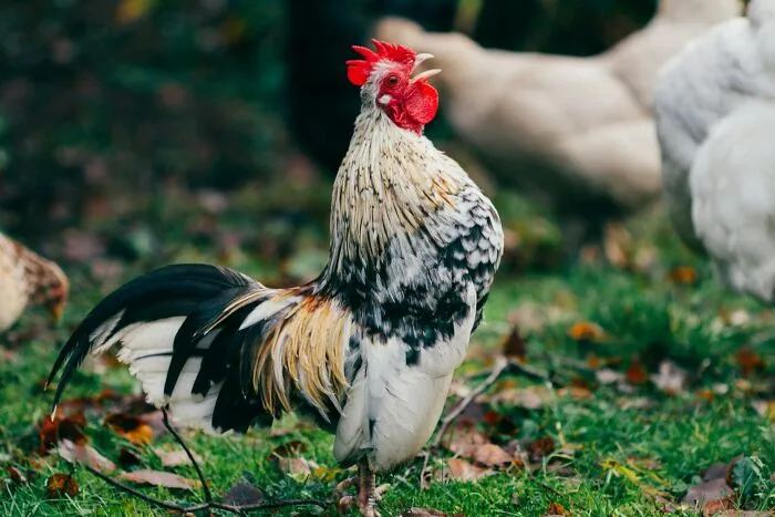 35 Interesting And Weird Animal Facts Not Too Many People Know