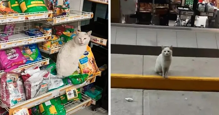 Stray Cat Begging For Food At A Store Melts This Woman's Heart, So She Adopts It And Shares Its Glow Up On Instagram