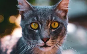 The Diversity Of Stray Cats Living On The Streets In Limassol, Cyprus That I Captured (22 Pics)