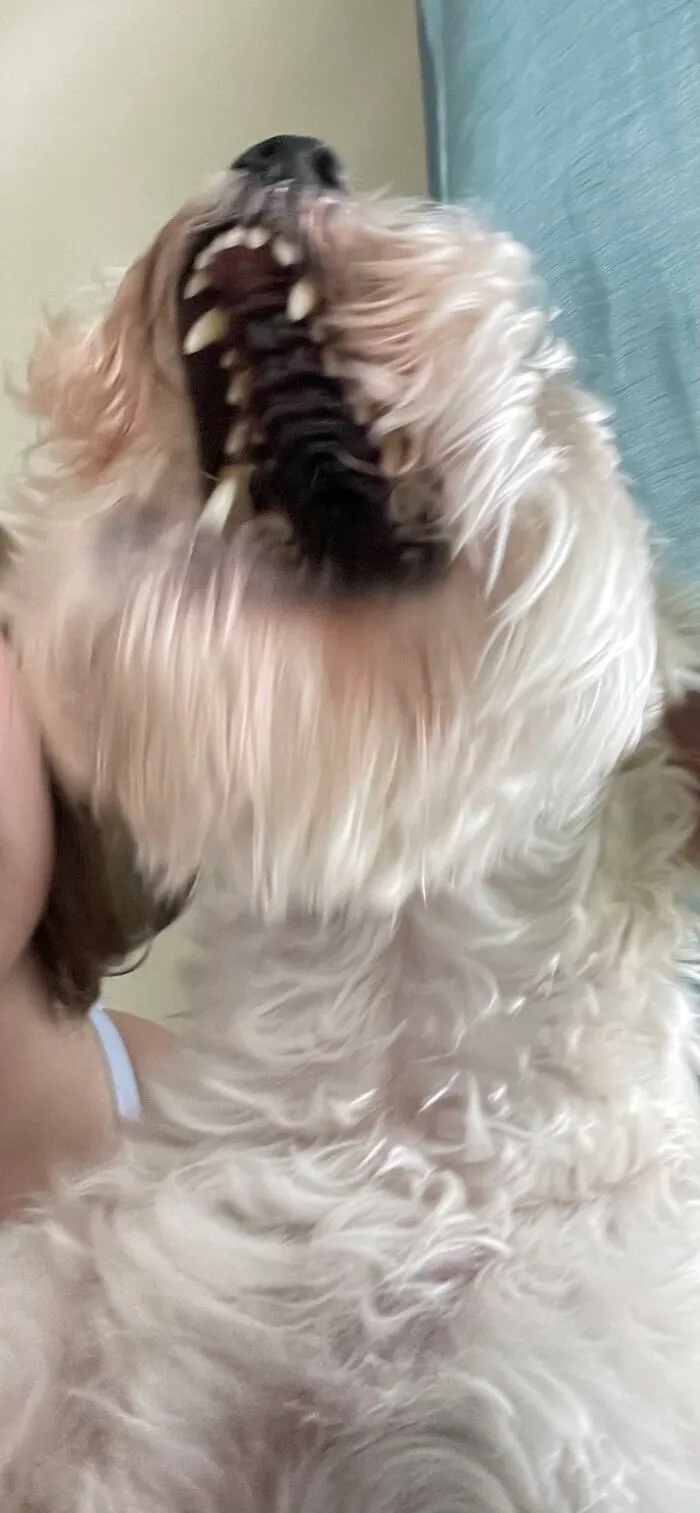 Name: Murray. Specimen: Either A Whale Or Dog