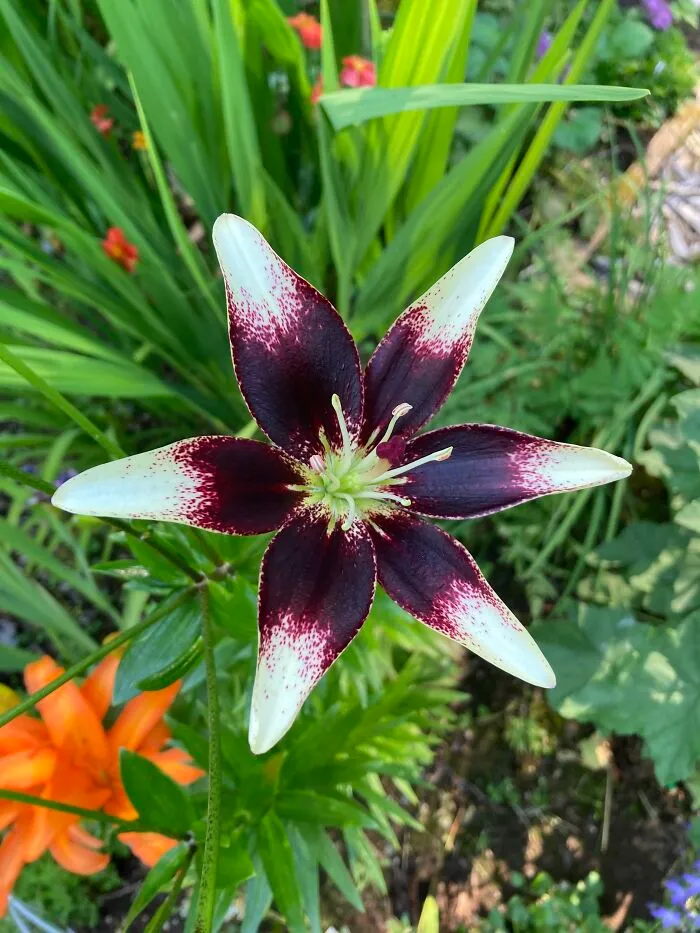 Lily