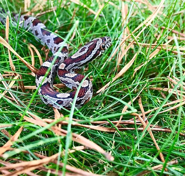 Madmartigan, My Corn Snake