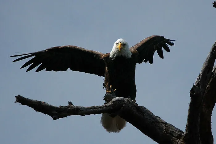 An Eagle Came For My Face As A Child