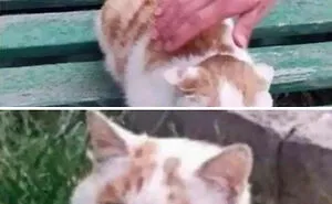 50 Of The Best Pics Of 'Cats With Threatening Auras'