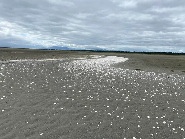 Gustavus, Ak… A Seashell “Path” Left Behind During Low Tide.