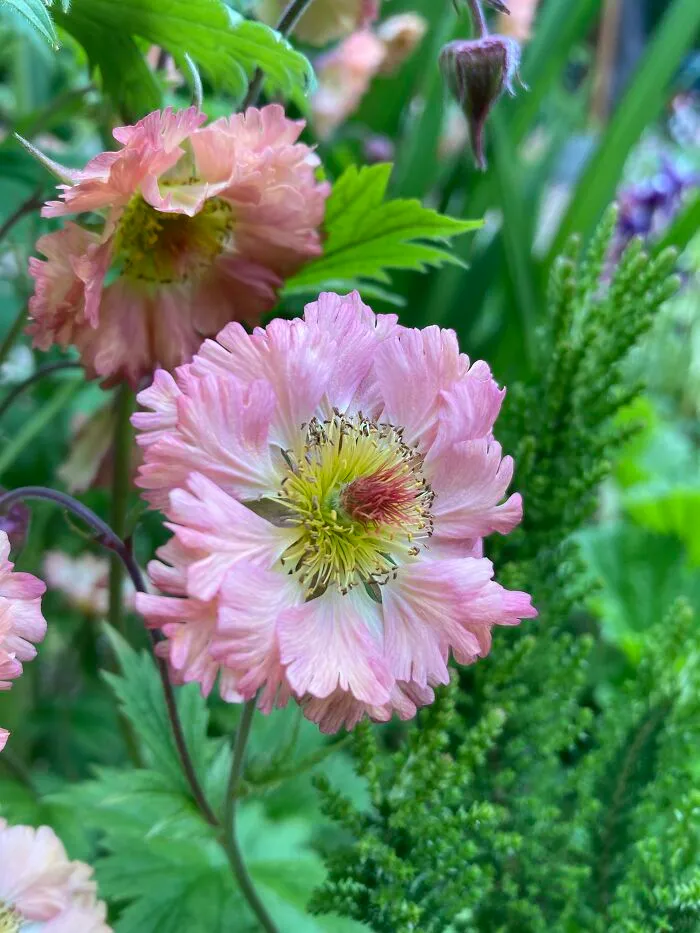 Geum. Part Of The Rose Family