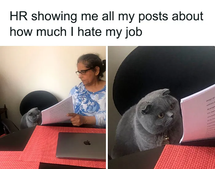 A woman showing a cat paper, humorously illustrating sarcasm about job dissatisfaction from 'Sarcasm Only' memes.
