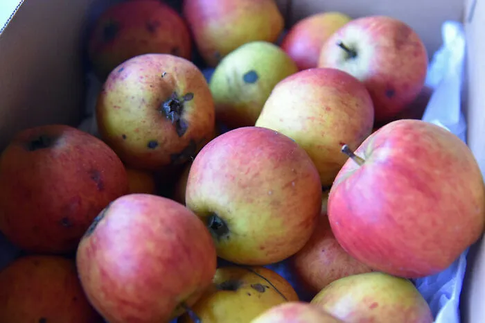 "An Apple A Day Keeps The Doctor Away"