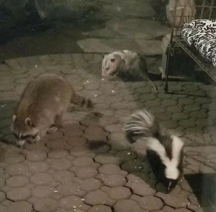 Este grupo de Facebook celebra a esos animales "adorables pero no", que quizá cambien tu opinión al respecto (25 fotos)