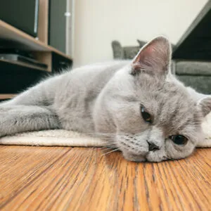 I would d*e for cats