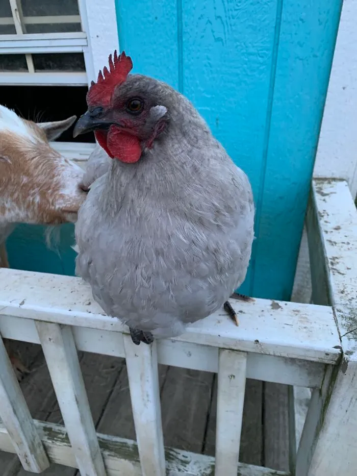 Lav, My Needy Hen (Ignore The Goat)
