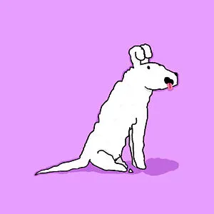 sugardog