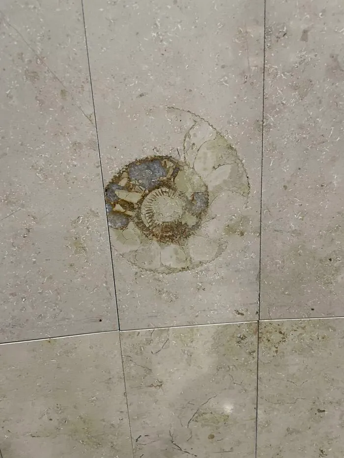 Amonita fosilizada en los azulejos de la pared de un aeropuerto