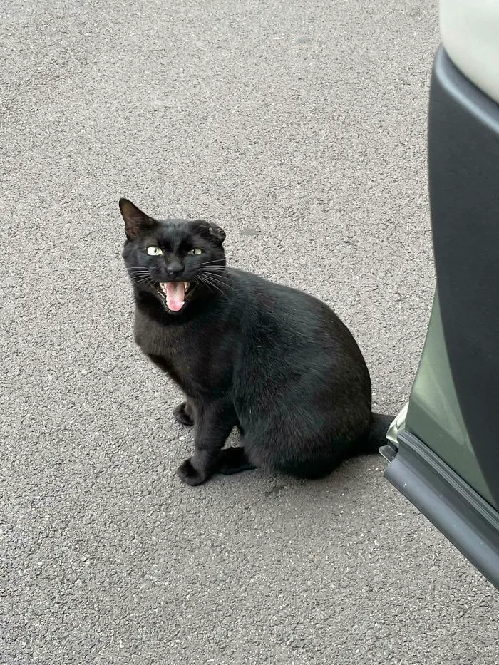 This One-Eared Dude Yells At Me And Tries To Hop In My Car Every Time I Go To The Gym