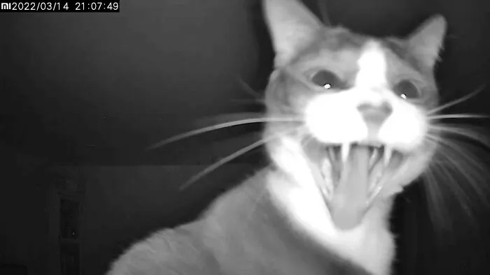 Caught On Tape Screaming His A** Off In The Middle Of The Night
