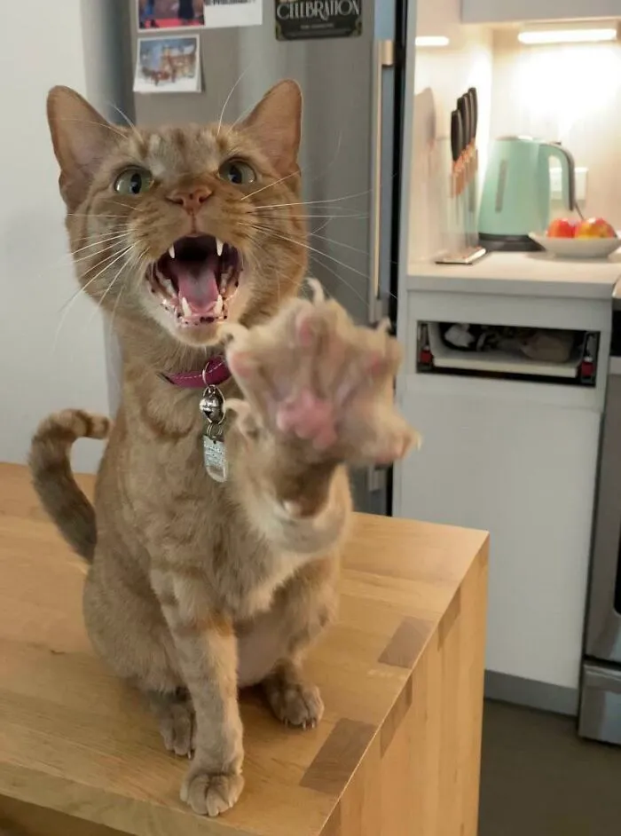 Screams And Spread Beans