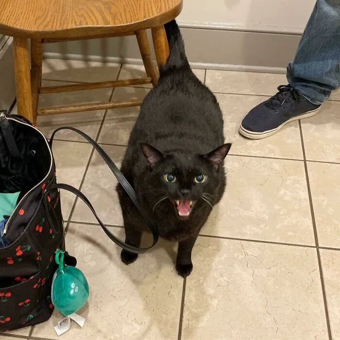 Yelling At The Vet During Annual Wellness Exam